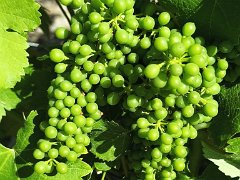 3 06 2026 Chateauneuf